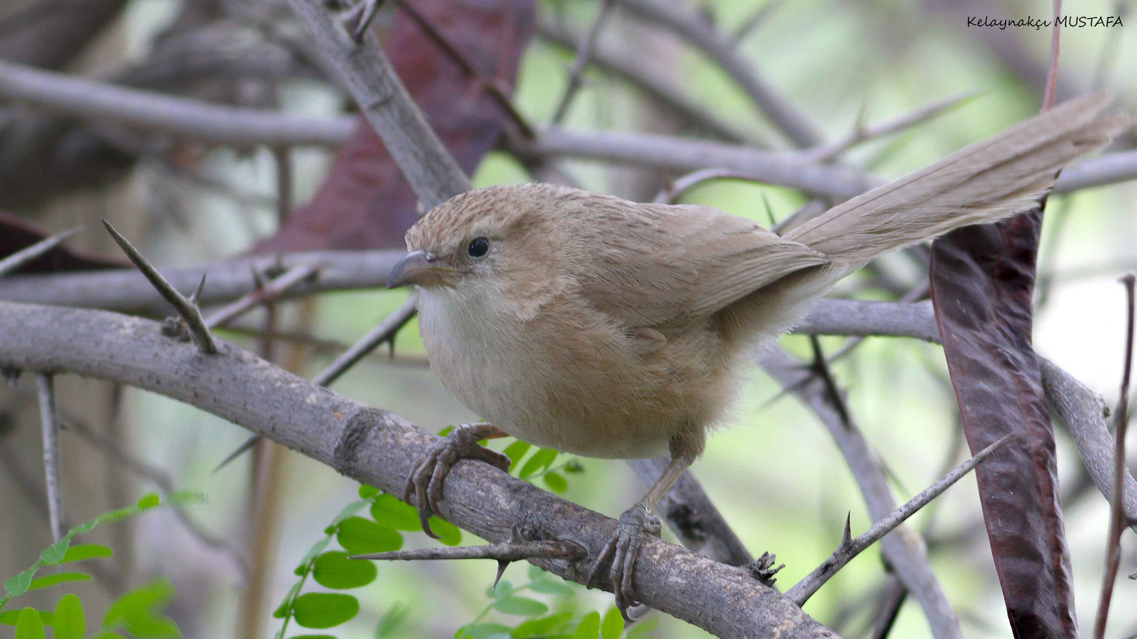 Iraq Babbler